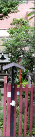 水神社（柳森神社） 辰（たつ） 干支詣で初詣 東京
